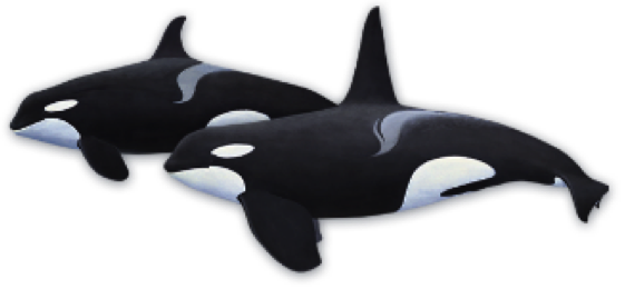 orcas